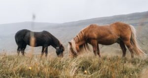 Horseplop: The Surprising Science, Ecology, and Culture Behind a Common
