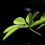 Lillienu: A Comprehensive Overview