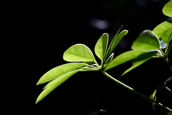Lillienu