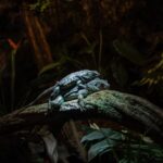 Zooskooñ: Unraveling the Mysteries Behind This Unique Term